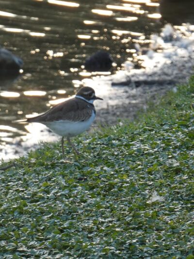 Crestview Bark Park - Crestview, FL