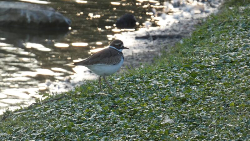 Crestview Bark Park - Crestview, FL