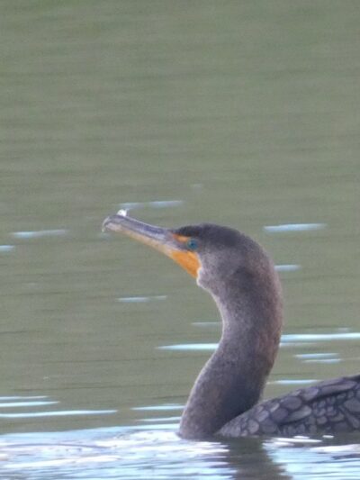 Crestview Bark Park - Crestview, FL