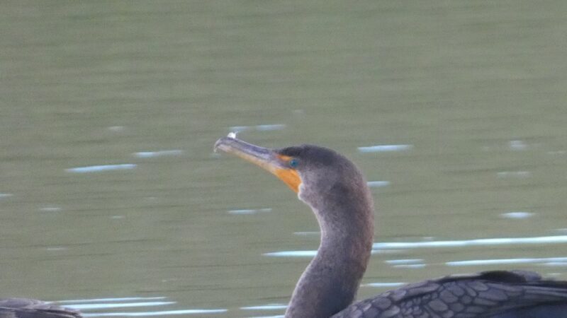 Crestview Bark Park - Crestview, FL