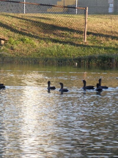 Crestview Bark Park - Crestview, FL