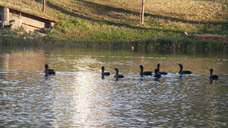 Crestview Bark Park - Crestview, FL