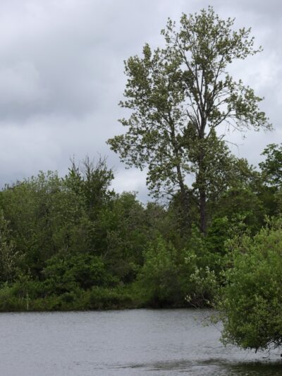 Garden Lake - Creswell, OR