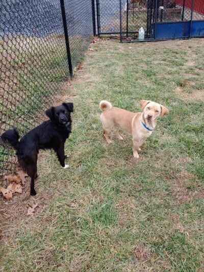 Mine Branch Dog Ranch, LLC. - Crimora, VA