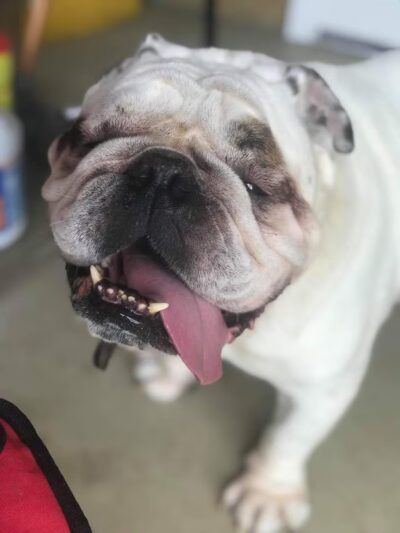 Mine Branch Dog Ranch, LLC. - Crimora, VA