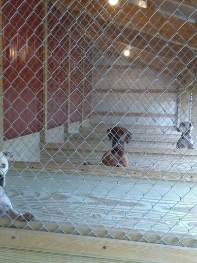 Mine Branch Dog Ranch, LLC. - Crimora, VA