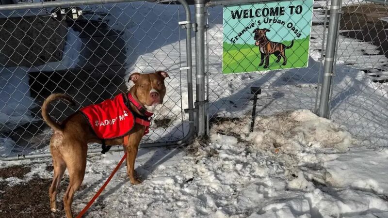 Crystal Sniffspot- PRIVATE RENTAL Dog Park - Crystal, MN