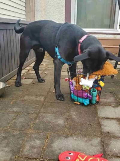 Crystal Sniffspot- PRIVATE RENTAL Dog Park - Crystal, MN