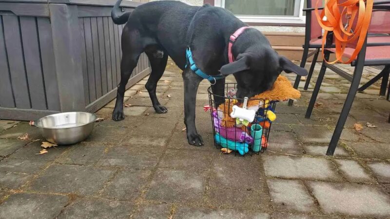 Crystal Sniffspot- PRIVATE RENTAL Dog Park - Crystal, MN