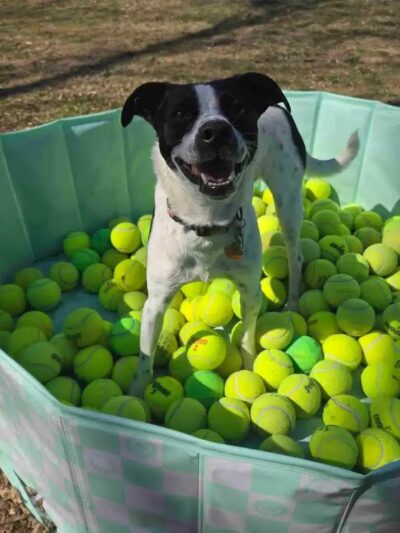 Crystal Sniffspot- PRIVATE RENTAL Dog Park - Crystal, MN