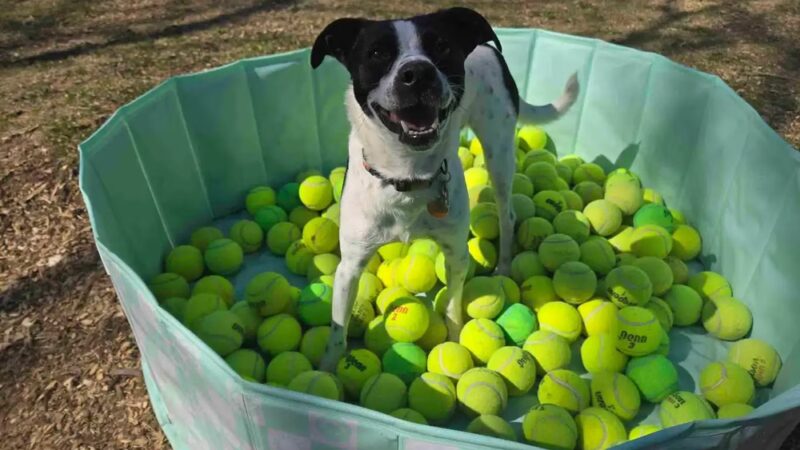 Crystal Sniffspot- PRIVATE RENTAL Dog Park - Crystal, MN