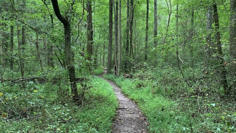 Caney Creek Preserve - Cumming, GA