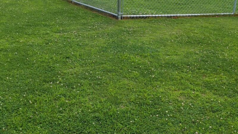 Windermere Dog Park - Cumming, GA