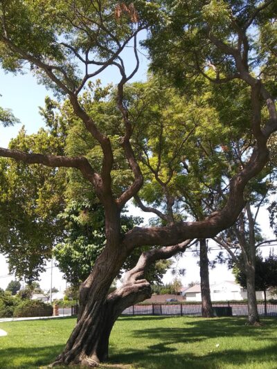 Baroldi Sycamore Park - Cypress, CA