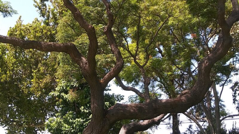 Baroldi Sycamore Park - Cypress, CA