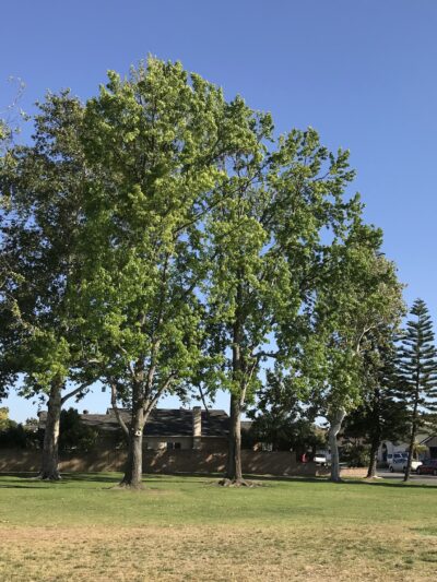 Maple Grove Park South - Cypress, CA