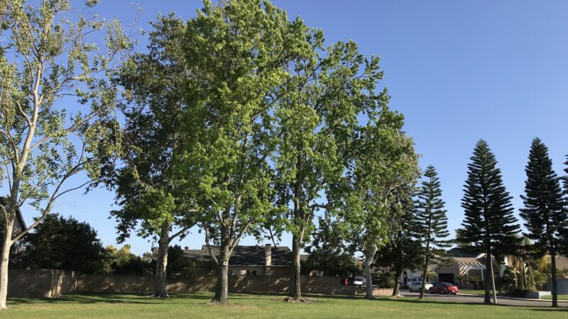 Maple Grove Park South - Cypress, CA