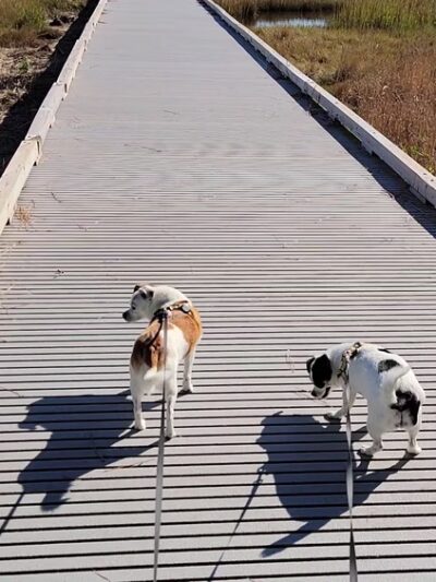 Holts Landing State Park - Dagsboro, DE