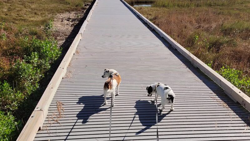 Holts Landing State Park - Dagsboro, DE