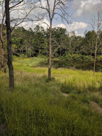Back Mountain Trail - Judith & David Rimple Loop Trail - Dallas, PA