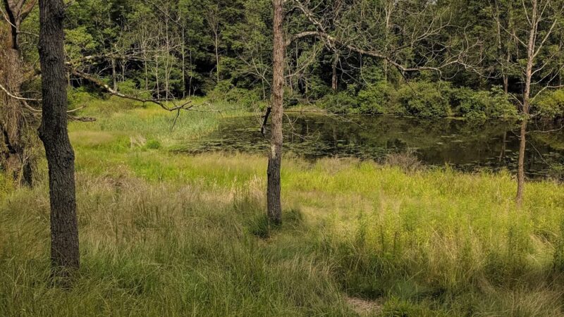 Back Mountain Trail - Judith & David Rimple Loop Trail - Dallas, PA