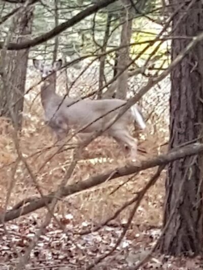 Back Mountain Trail - Judith & David Rimple Loop Trail - Dallas, PA