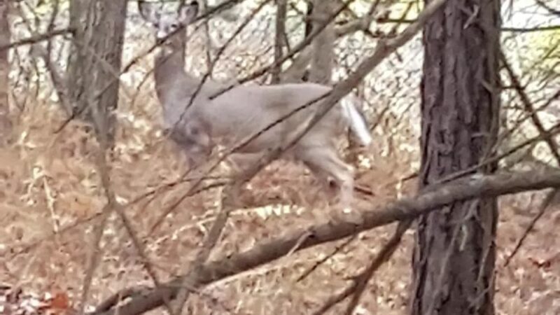 Back Mountain Trail - Judith & David Rimple Loop Trail - Dallas, PA