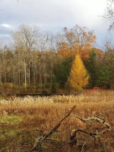Back Mountain Trail - Judith & David Rimple Loop Trail - Dallas, PA
