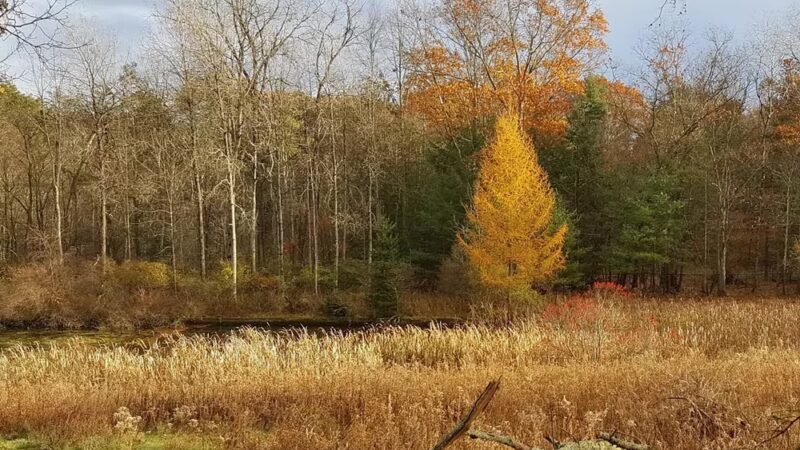 Back Mountain Trail - Judith & David Rimple Loop Trail - Dallas, PA