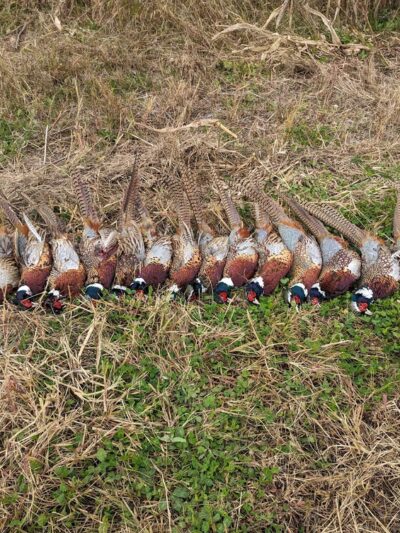 Martz's Game Farm - Dalmatia, PA