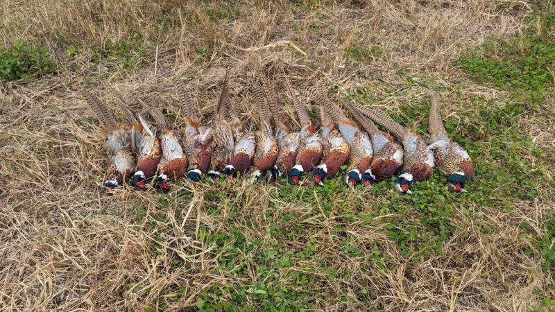 Martz's Game Farm - Dalmatia, PA