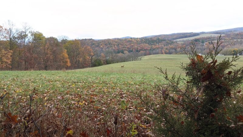 Martz's Game Farm - Dalmatia, PA