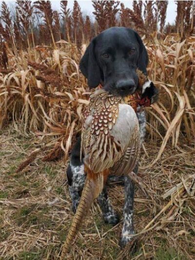 Martz's Gap View Hunting Preserve - Dalmatia, PA
