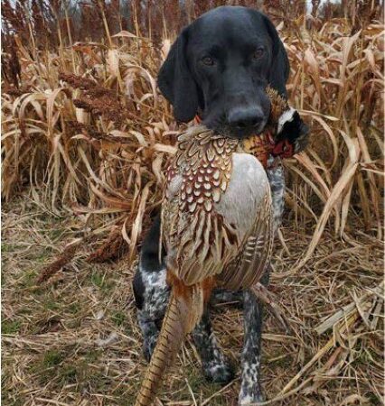 Martz's Gap View Hunting Preserve - Dalmatia, PA