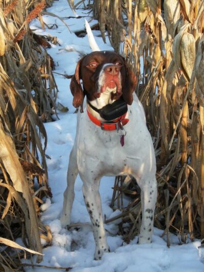 Martz's Gap View Hunting Preserve - Dalmatia, PA