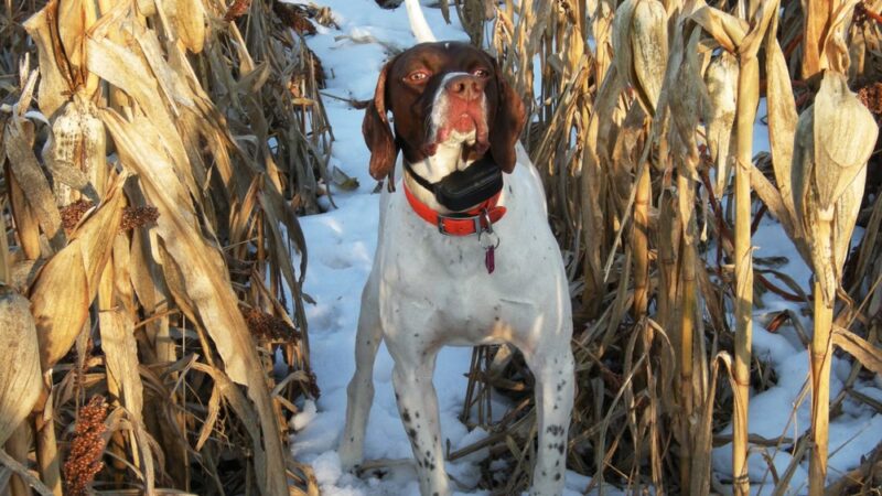Martz's Gap View Hunting Preserve - Dalmatia, PA