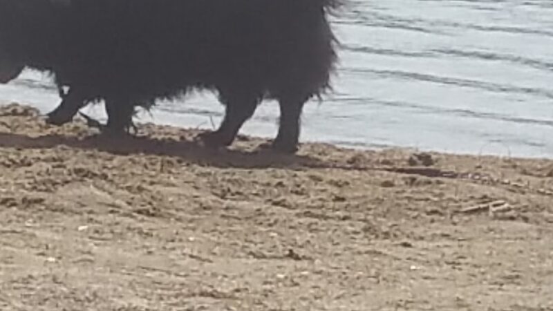 Forest Lake State Park - Dalton, NH