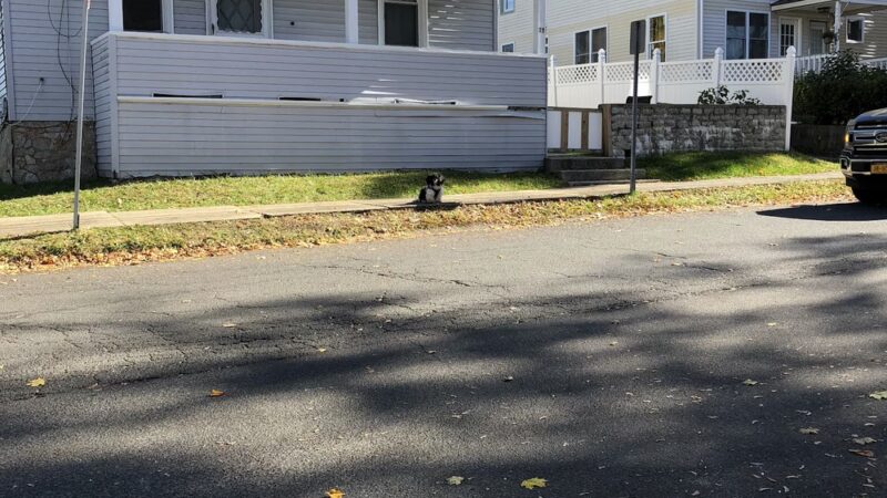 Danbury Dog Warden - Danbury, CT