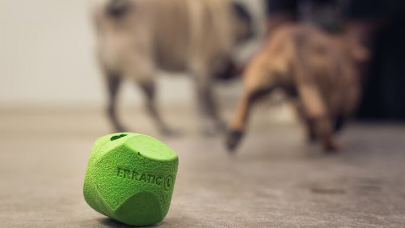 A Purfect Park Pet Resort - Dandridge, TN