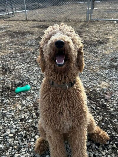 A Purfect Park Pet Resort - Dandridge, TN