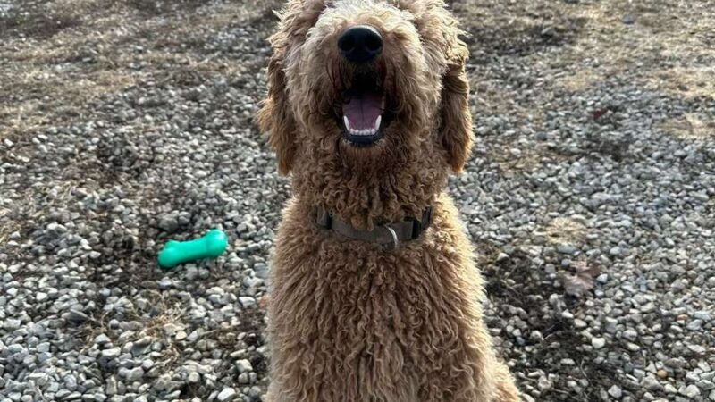 A Purfect Park Pet Resort - Dandridge, TN