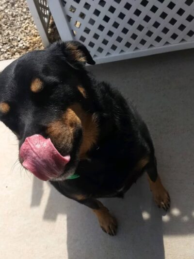 A Purfect Park Pet Resort - Dandridge, TN
