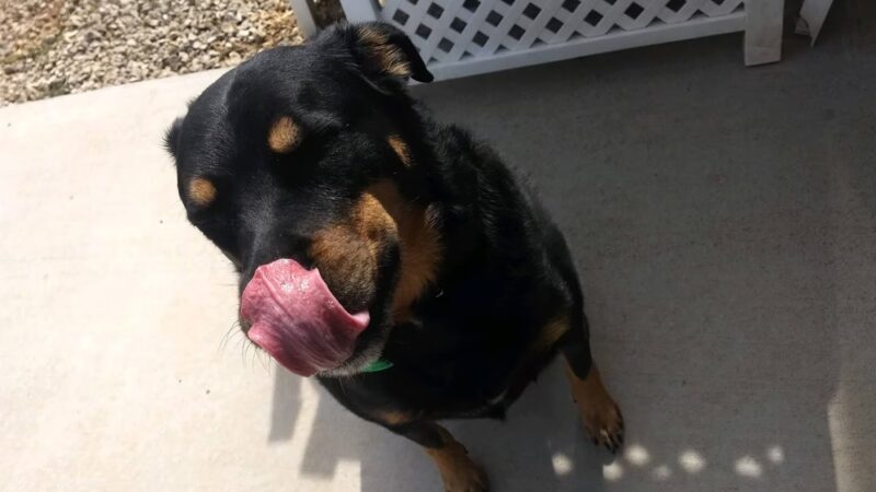 A Purfect Park Pet Resort - Dandridge, TN