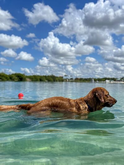 Performance Pups - Dania Beach, FL