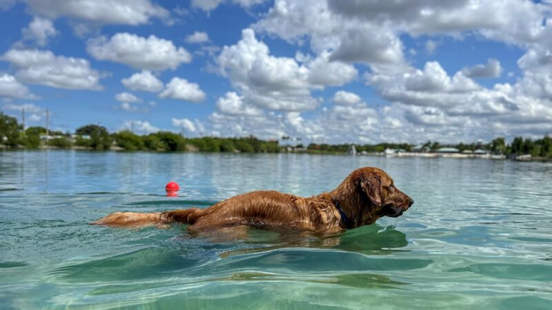 Performance Pups - Dania Beach, FL