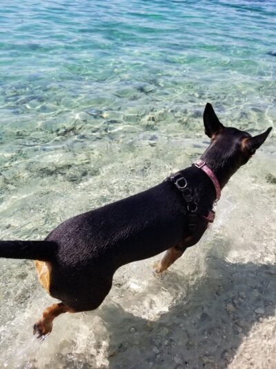 Performance Pups - Dania Beach, FL