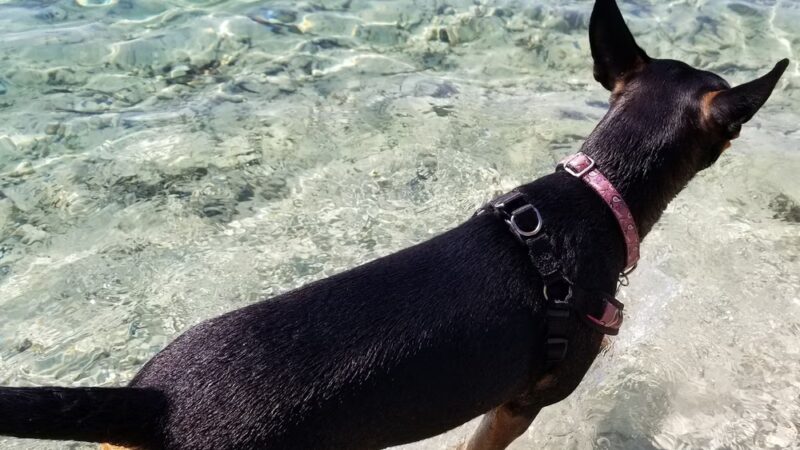 Performance Pups - Dania Beach, FL