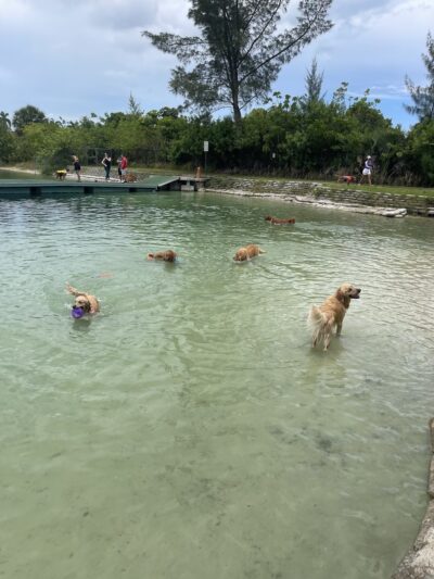 Performance Pups - Dania Beach, FL