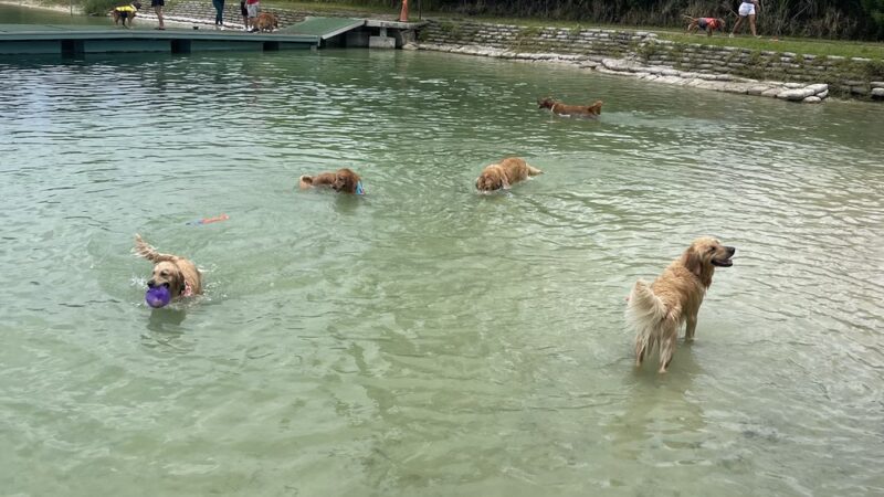 Performance Pups - Dania Beach, FL