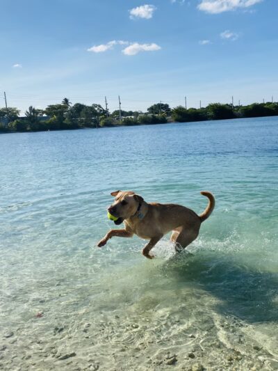 Performance Pups, Inc. - Dania Beach, FL